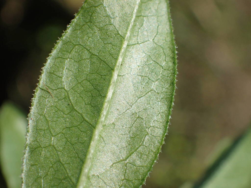 Underside of leaf