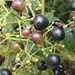 Mature round purple fruits