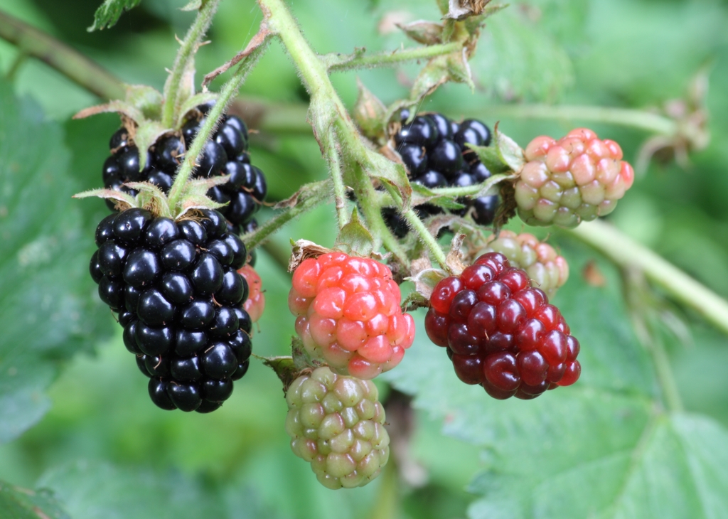 Blackberries ripening