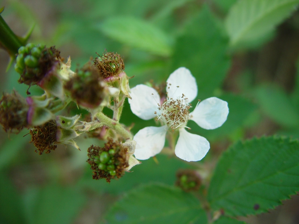 Blackberry flower