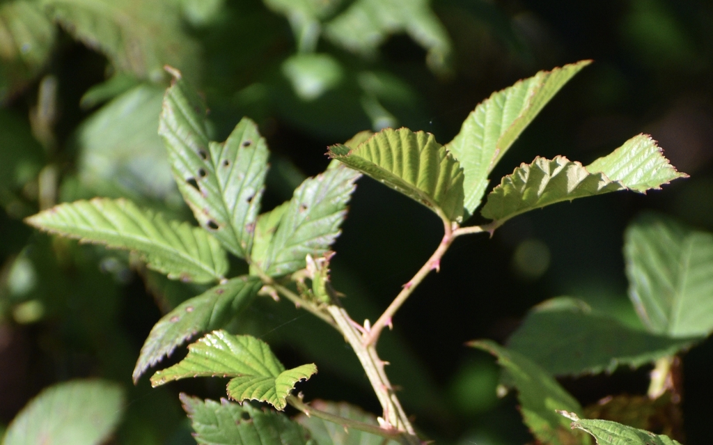 Prickles & Leaves - November - Warren Co., NC