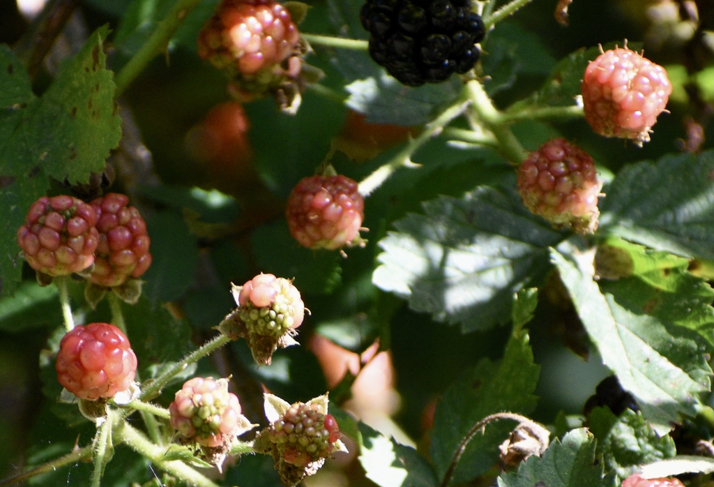 Fruit