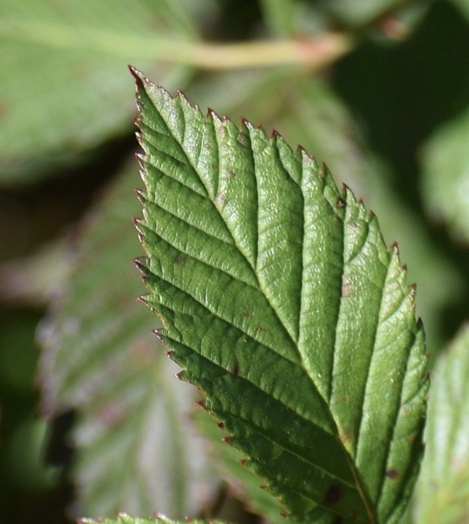 Leaves Close-up - November - Warren Co., NC