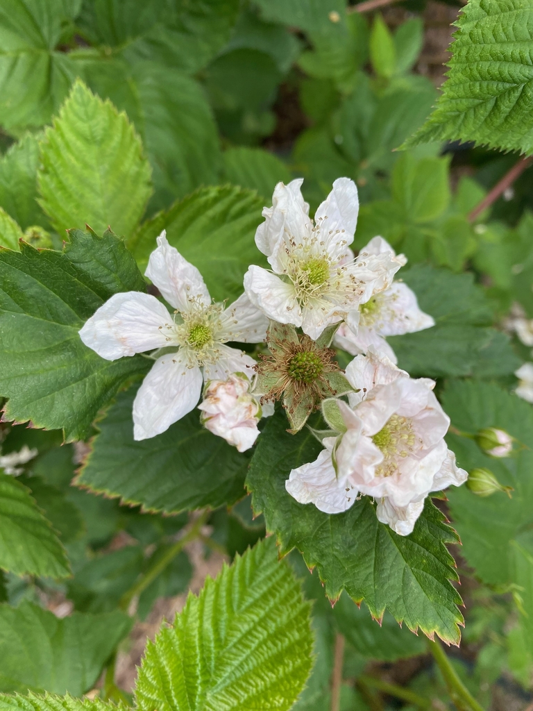 Flower/Fruit - Summer - Cumberland Co., NC