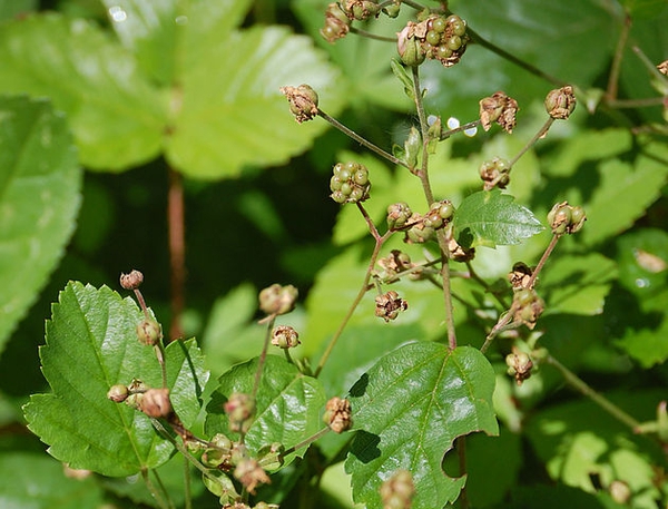 Rubus hispidus