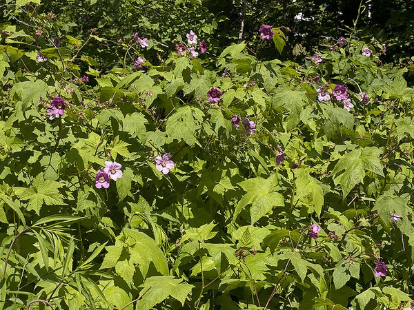 Rubus odoratus