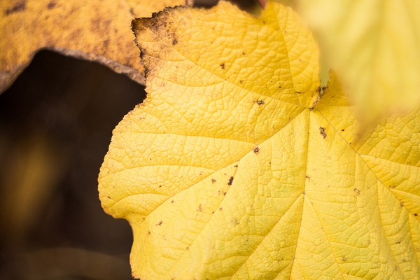 Rubus odoratus