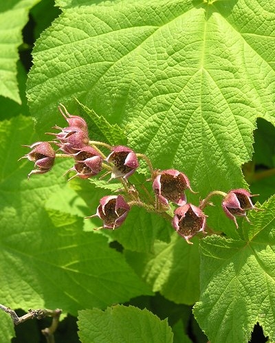 Rubus odoratus