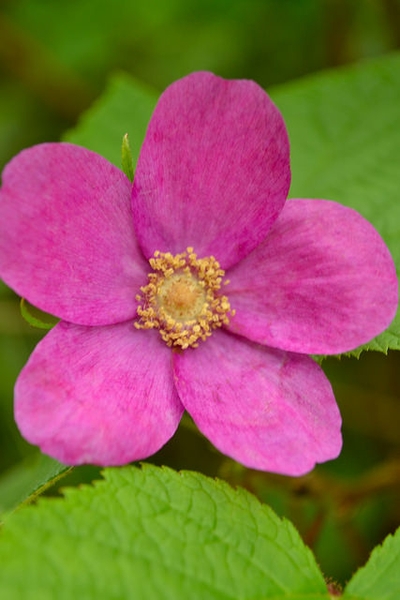Rubus odoratus