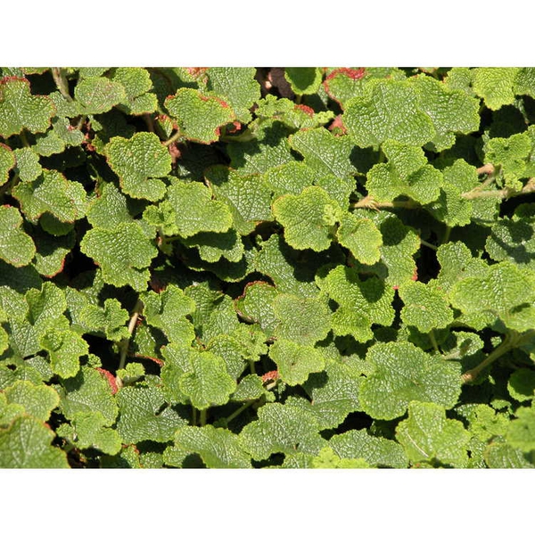 Rubus rolfei 'Emerald Carpet'
