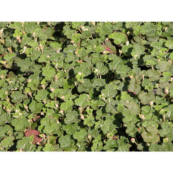 Rubus rolfei 'Emerald Carpet'