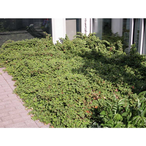 Rubus rolfei 'Emerald Carpet'