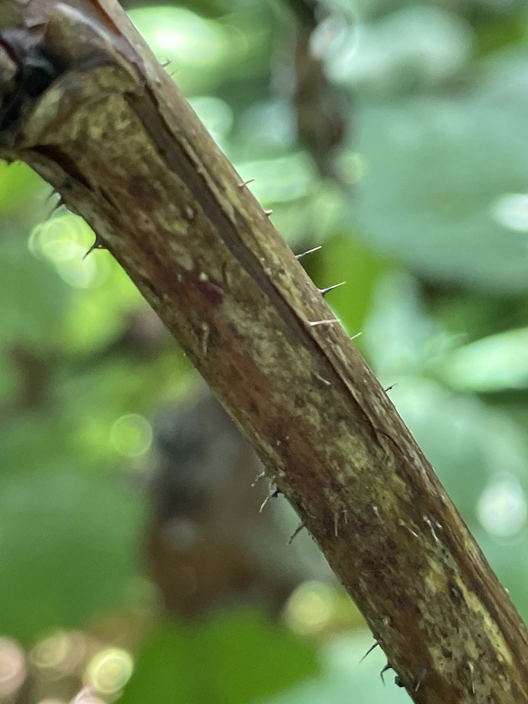 Older cane with prickles
