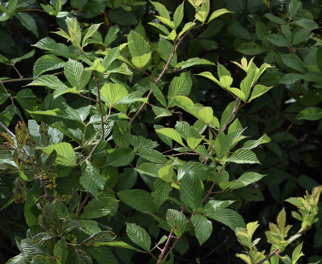 Rubus allegheniensis