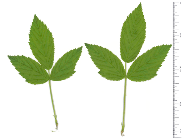 Rubus allegheniensis