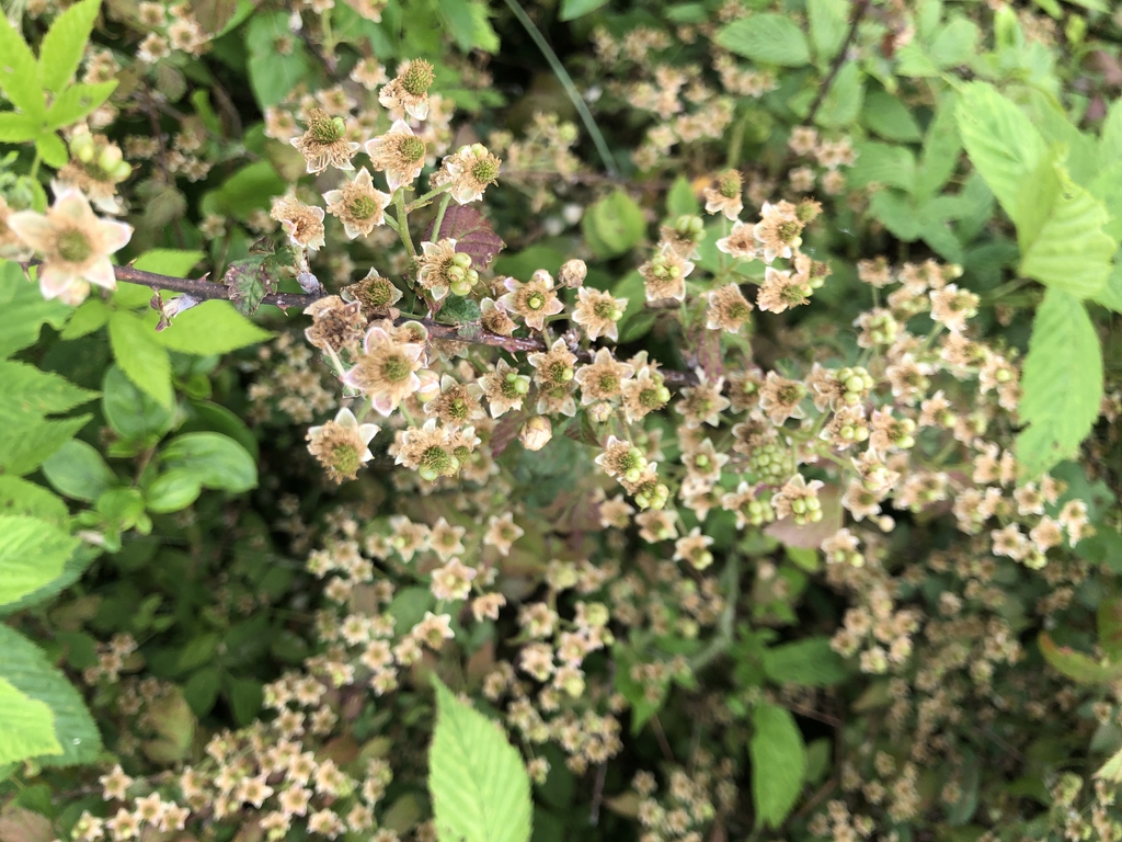 Rubus allegheniensis