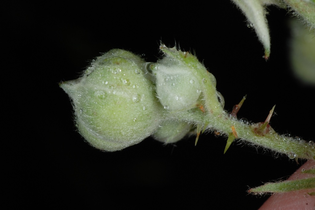 Hairy stem with flower bud (Greensboro, NC)-Late Spring