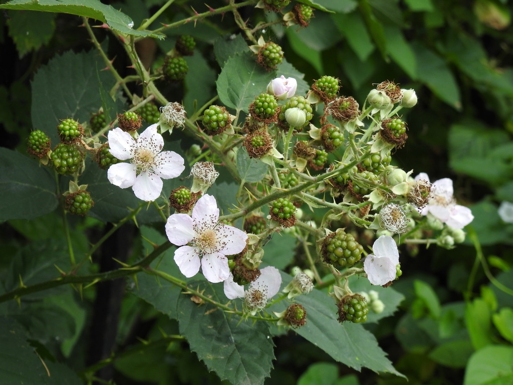Flower detail- note the prickles