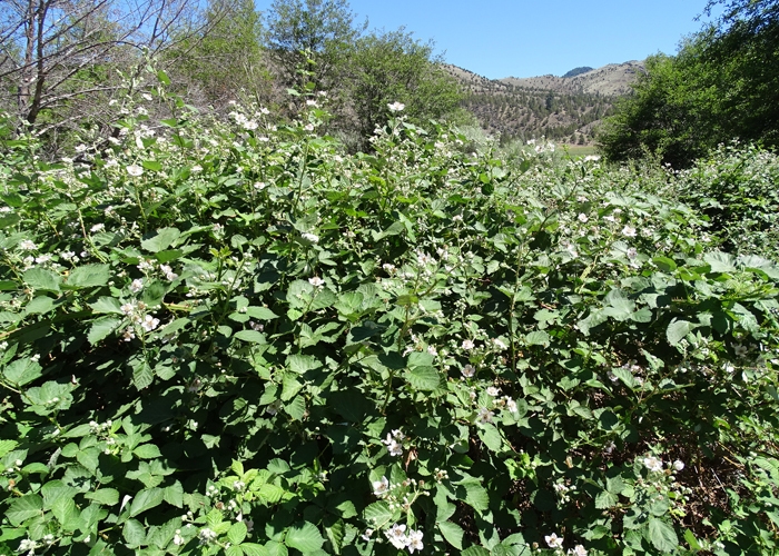 Form growing in CA