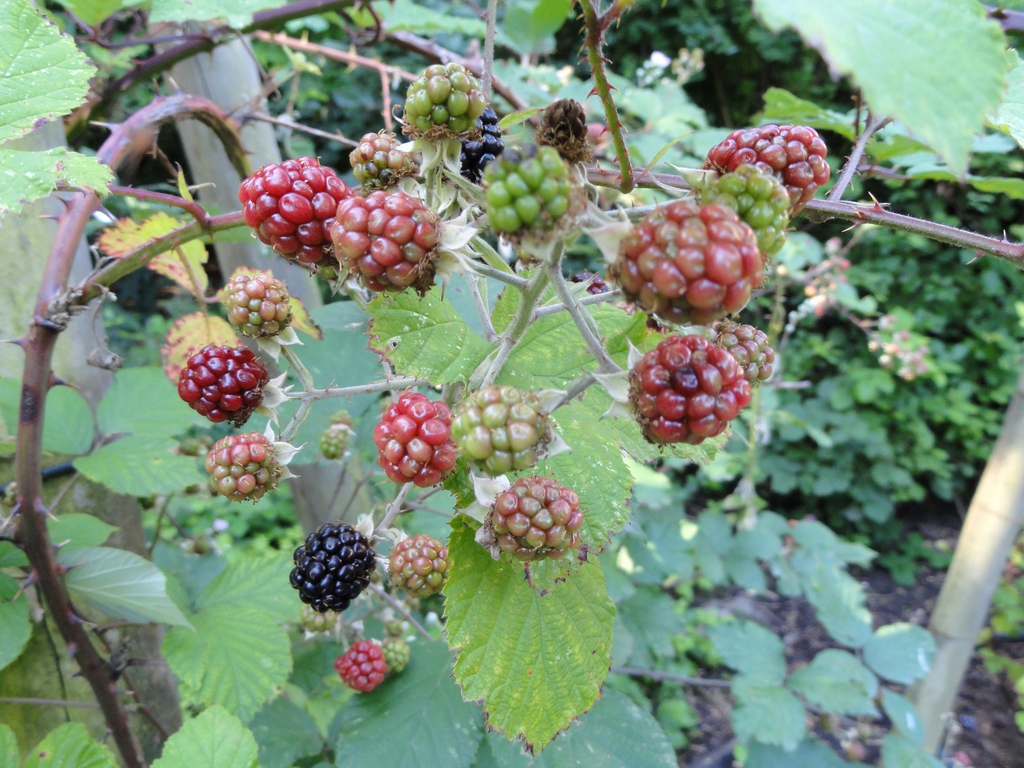 Fruits