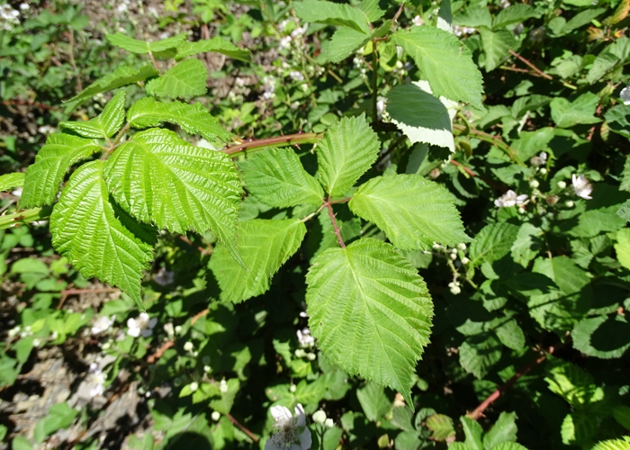 Leaf detail