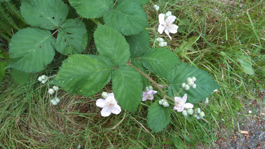 Flowers and leaves