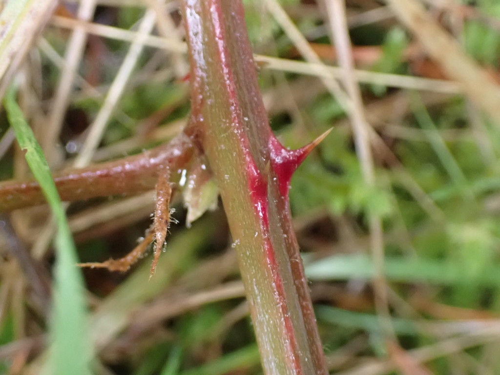 Stem with prickle