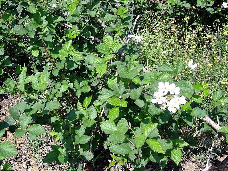 Form
