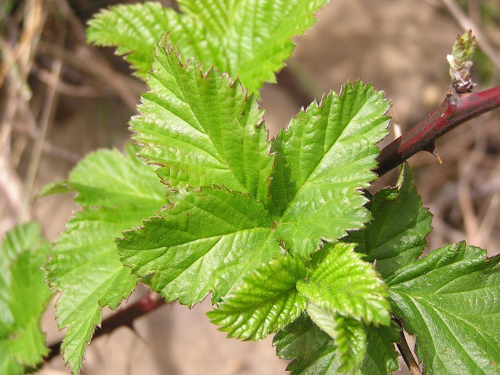 Leaves