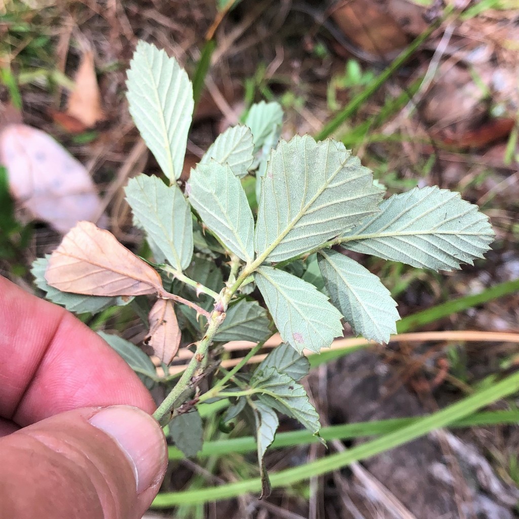 Underside of leaf