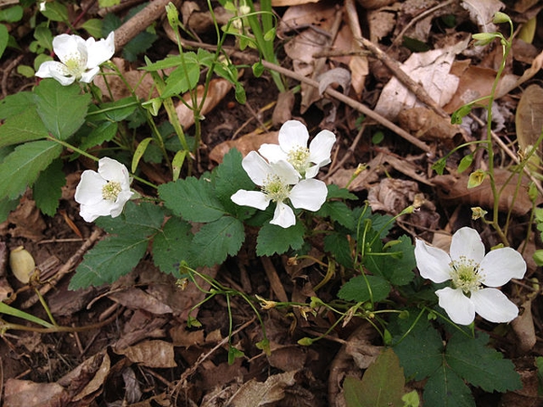 Close up of flower