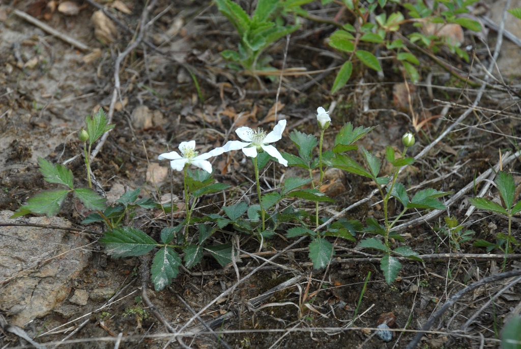 Leaves and flowers (Alleghany County, NC)-Mid Spring