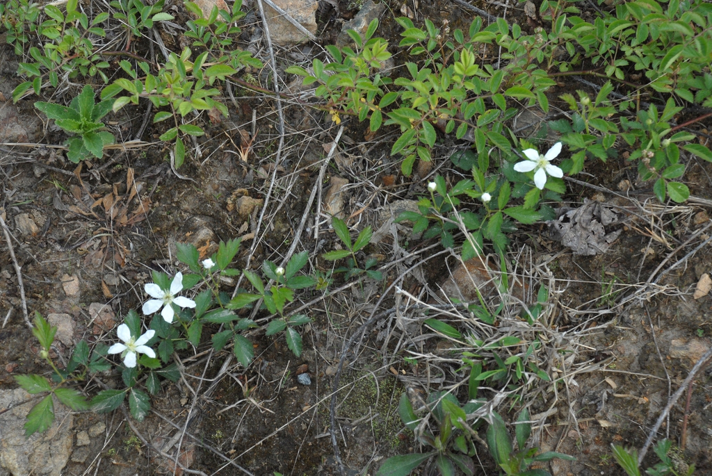 Leaves and white flowers (Alleghany County, NC)-Mid Spring