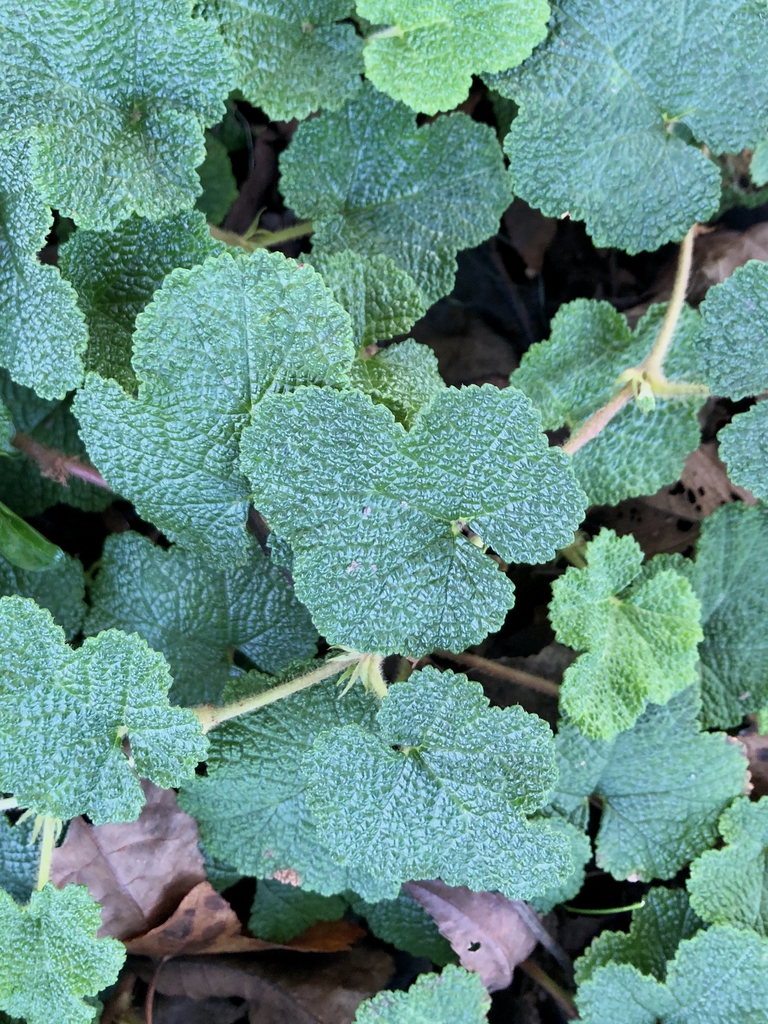Rubus hayata-koidzumii