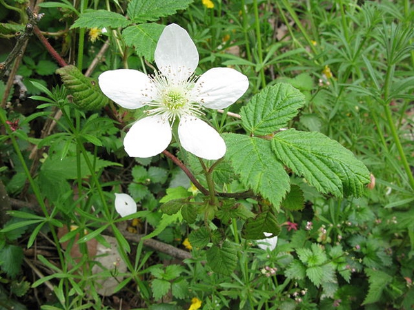 Rubus hirsutus