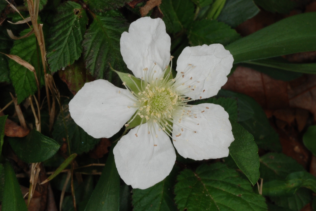 White flower (Chapel Hill, NC)-Early Spring
