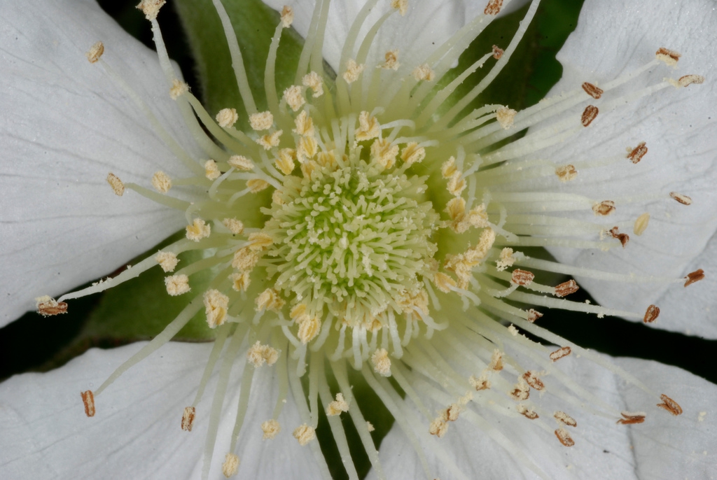 Long stamens (Chapel Hill, NC)-Early Spring