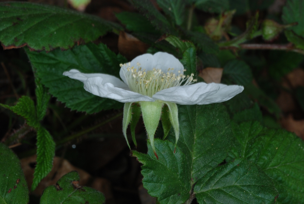 Side view of flower (Chapel Hill, NC)-Early Spring