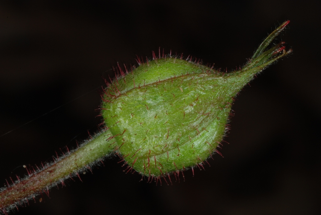 Flower bud (Chapel Hill, NC)-Early Spring