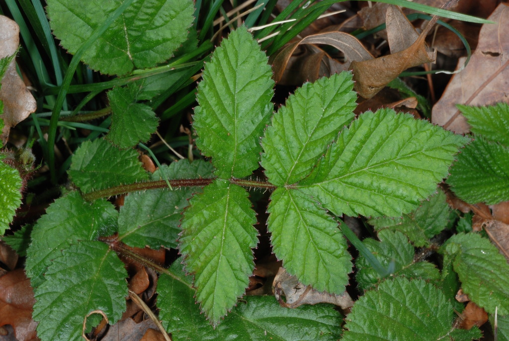 Compound leaf (Chapel Hill, NC)-Early Spring