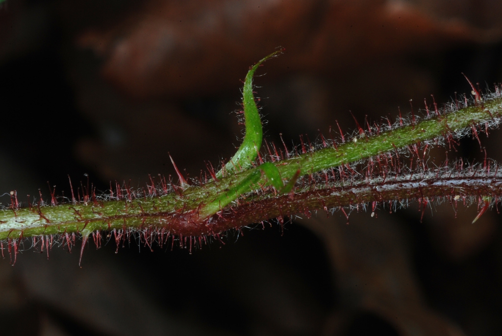 Reddish stem with hairs and prickle (Chapel Hill, NC)-Early Spri