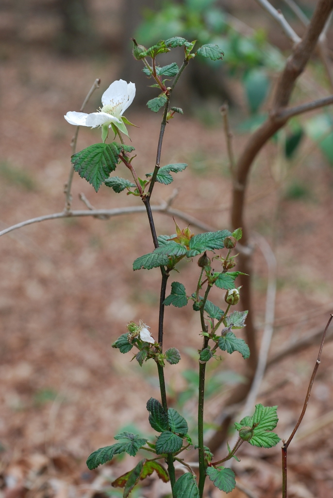 Leaves, stem, flower (Chapel Hill, NC)-Early Spring
