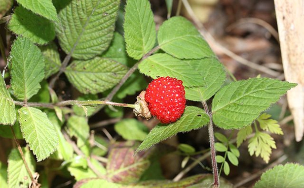 Rubus hirsutus