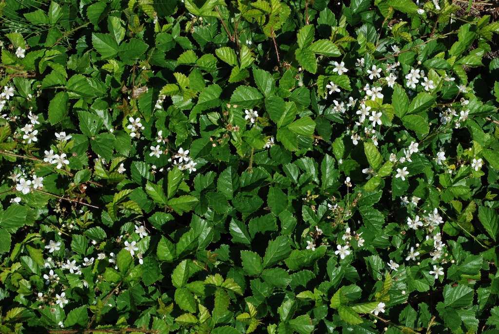 Form in bloom (Wellesley, MA)-Mid Summer