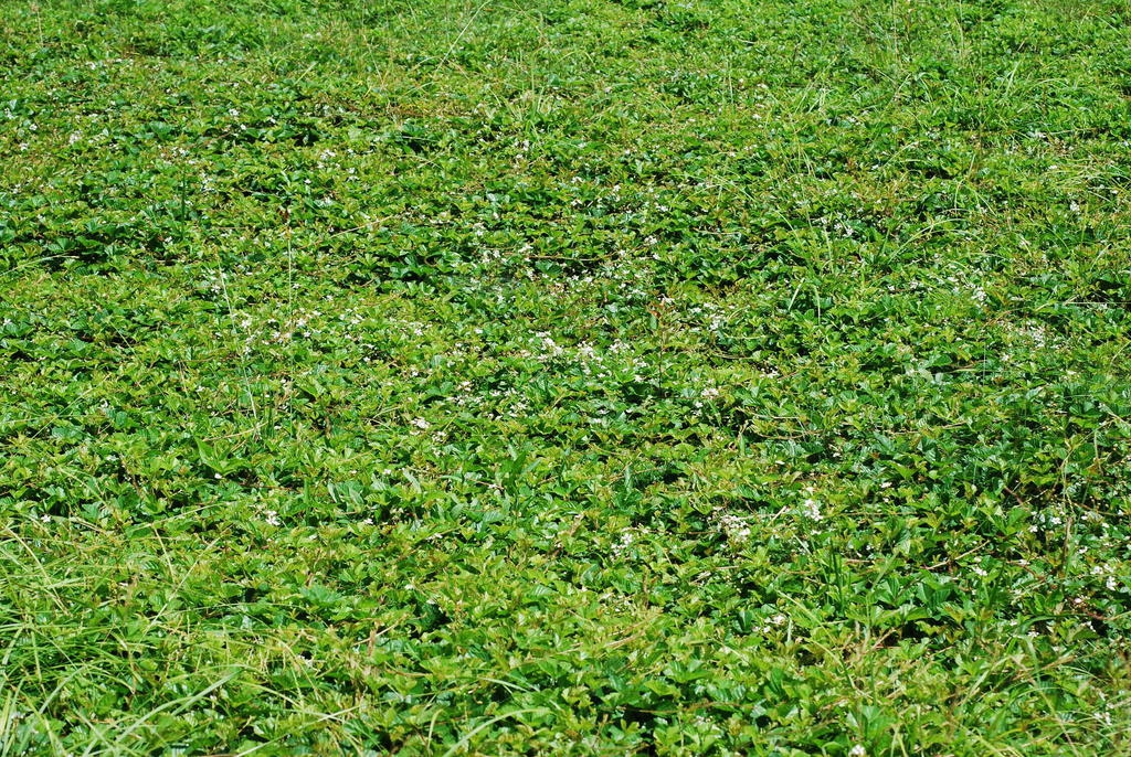 Form (Wellesley, MA)-Mid Summer