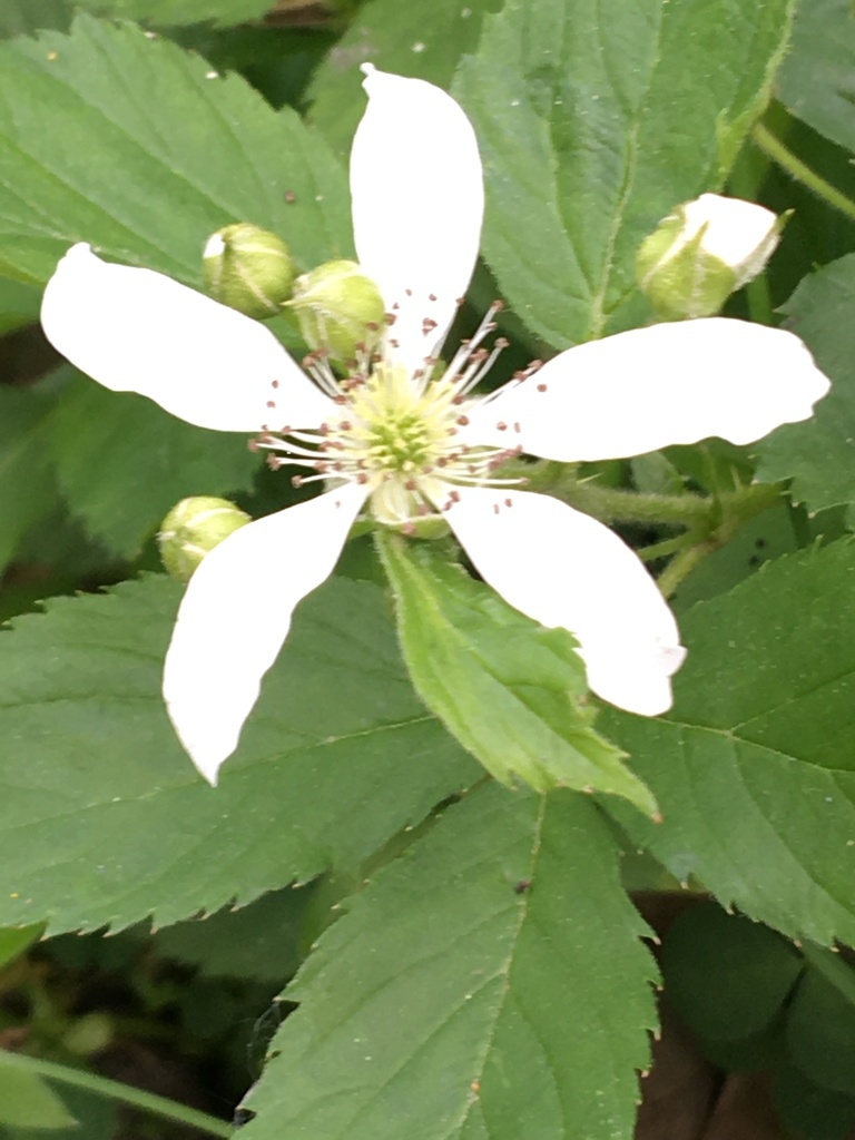 Close up of flower