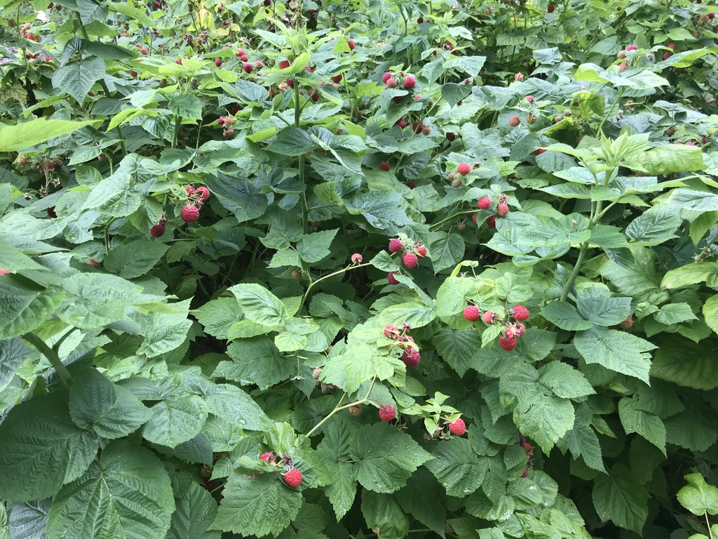 Raspberry plant