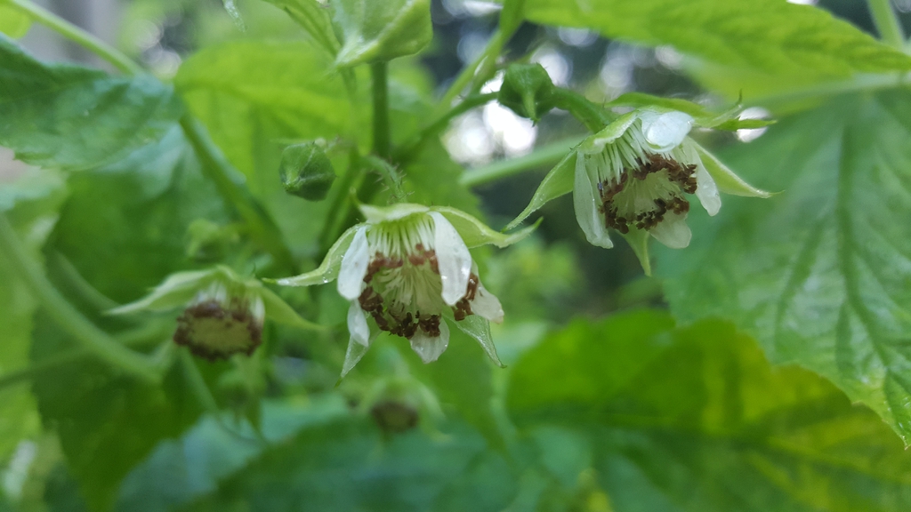 Rubus idaeus flower