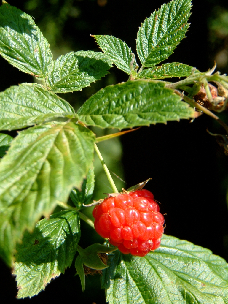 Raspberry