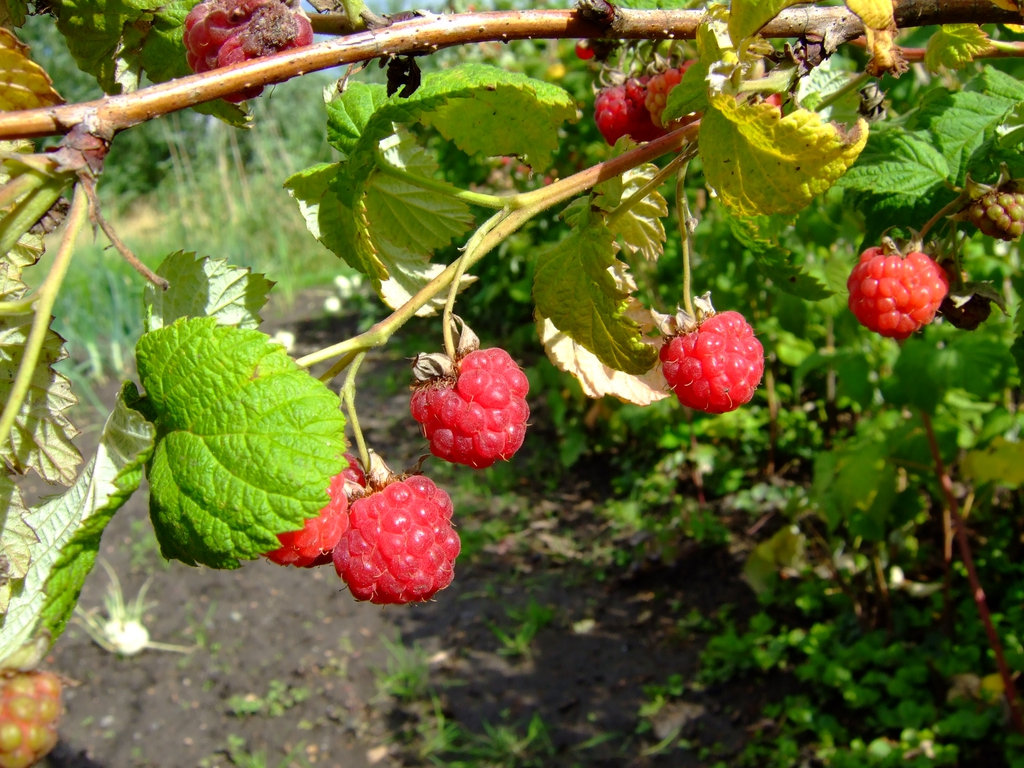 Fruit